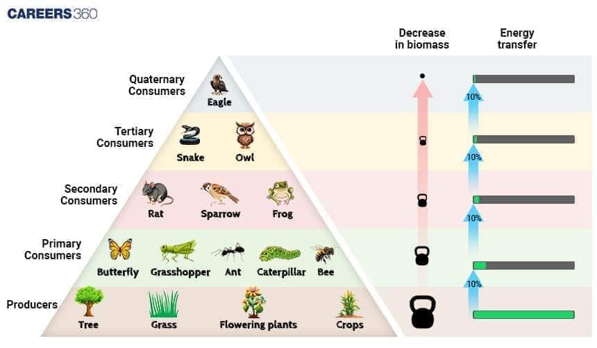 Pyramid of biomass and energy transfer showing producers at the base (trees, grass, flowering plants, crops), primary consumers (butterfly, grasshopper, ant, caterpillar, bee), secondary consumers (rat, sparrow, frog), tertiary consumers (snake, owl), and quaternary consumer (eagle). The diagram illustrates decreasing biomass and the 10% rule of energy transfer at each trophic level.