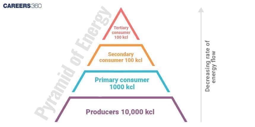 Pyramid of Energy showing energy flow across trophic levels: Producers at the base with 10,000 kcal, Primary Consumers with 1,000 kcal, Secondary Consumers with 100 kcal, and Tertiary Consumers with 10 kcal. The diagram highlights the decreasing rate of energy flow as energy moves up the pyramid.”