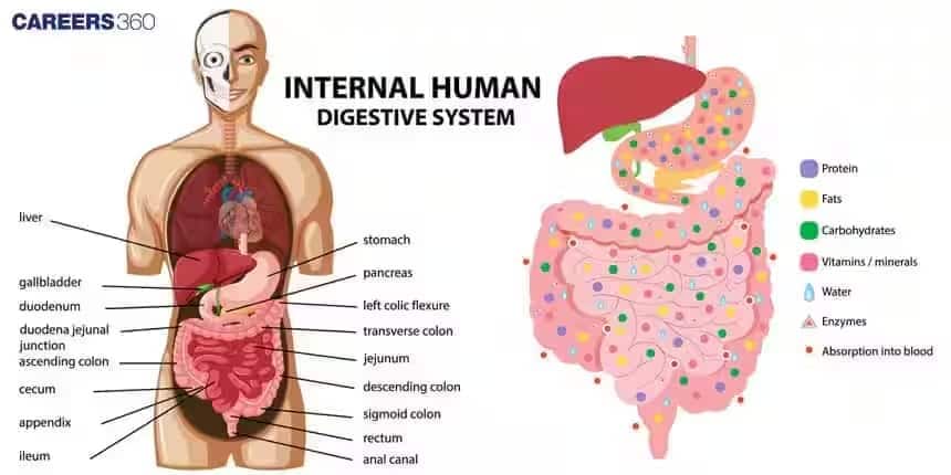 human digestive system