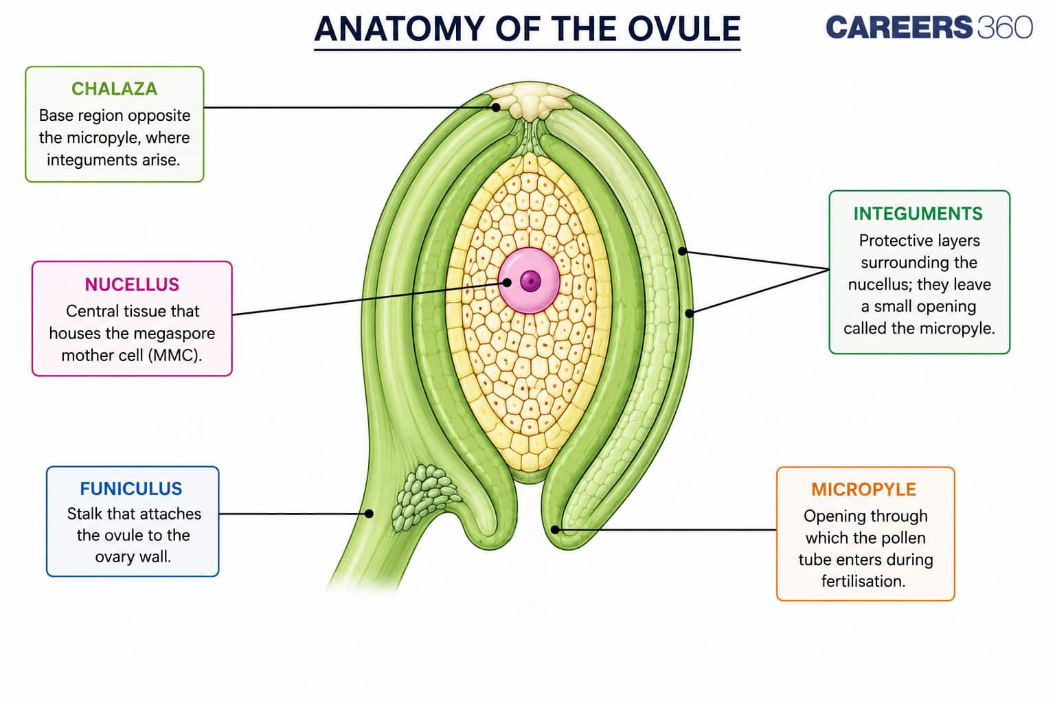 Anatomy of the Ovule