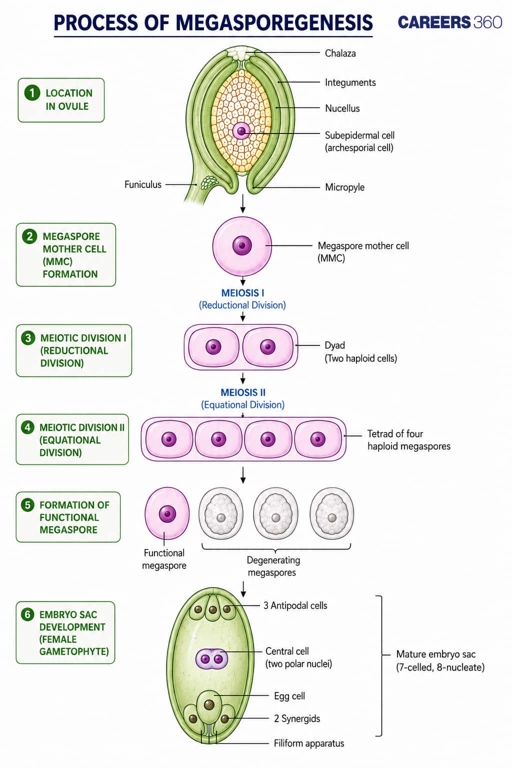 Process of Megasporogenesis
