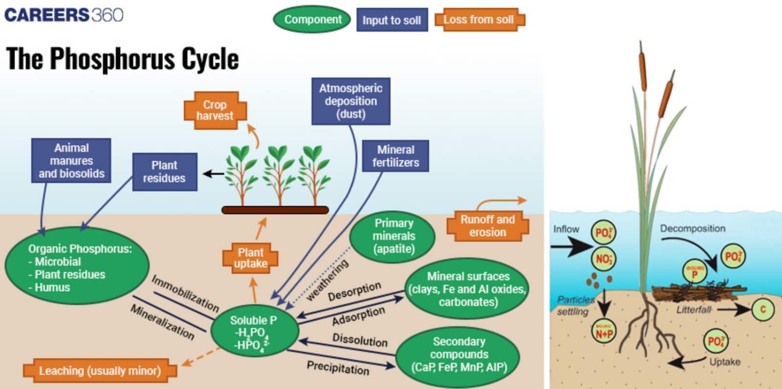 Diagram of the phosphorus cycle showing movement of phosphorus through soil, plants, animals, and water. Organic phosphorus from manures, residues, and humus is mineralized into soluble phosphate (H₂PO₄⁻, HPO₄²⁻). Plants absorb phosphorus, which returns to soil via residues, animal waste, and decomposition. Mineral fertilizers and atmospheric deposition add phosphorus, while runoff, erosion, and leaching cause losses. In aquatic systems, phosphorus cycles through uptake, decomposition, and sedimentation.