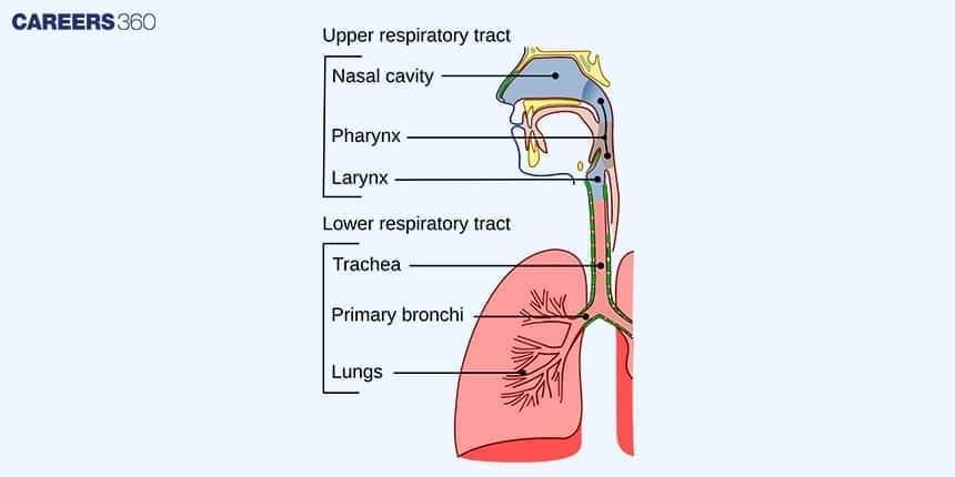 Labeled diagram of the human respiratory system showing both upper and lower respiratory tracts.