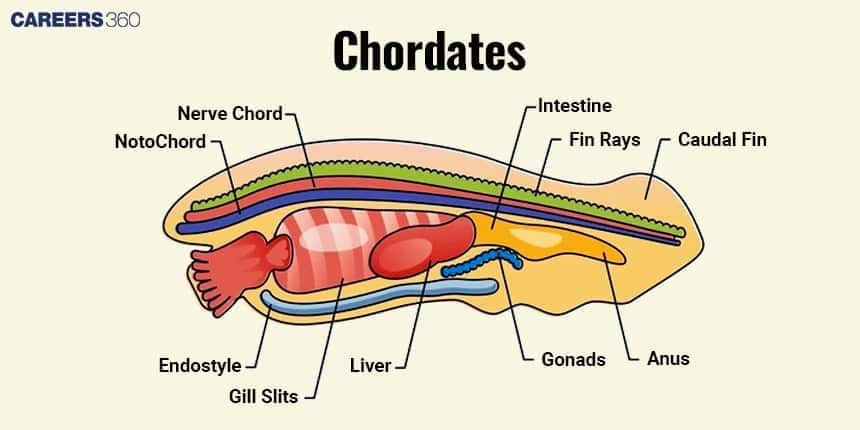 Chordate structure : Notochord structure