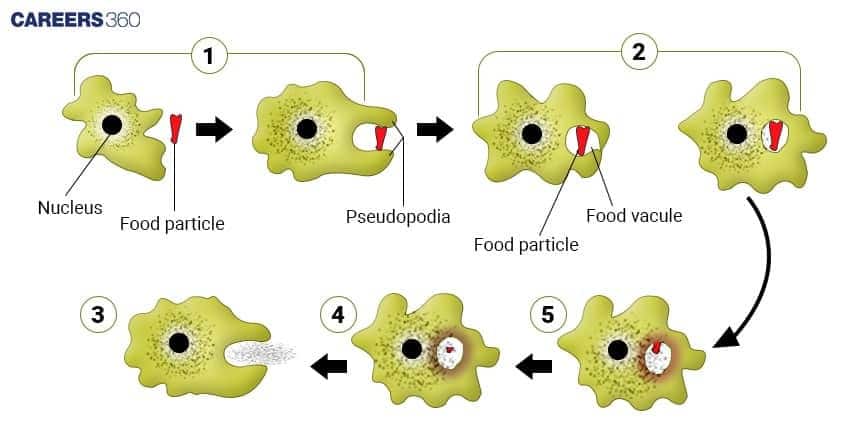 Process of phagocytosis diagram