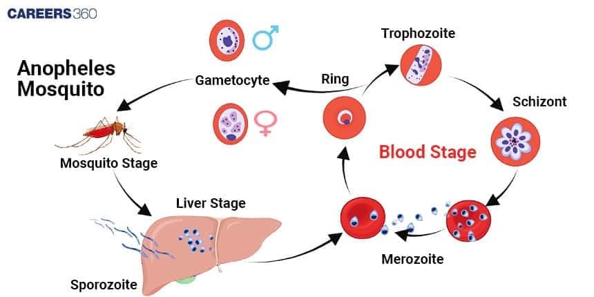 Plasmodium Life Cycle Diagram - malaria 