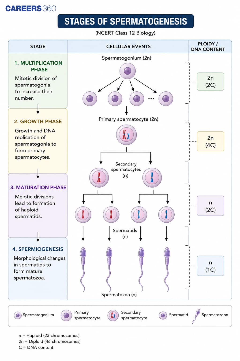 Spermatogenesis Flowchart Diagram