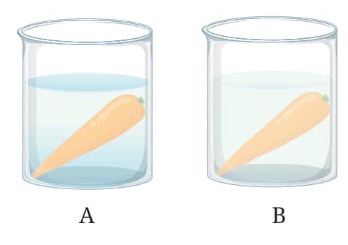 osmosis experiment class 9 science Chapter 2 Cell