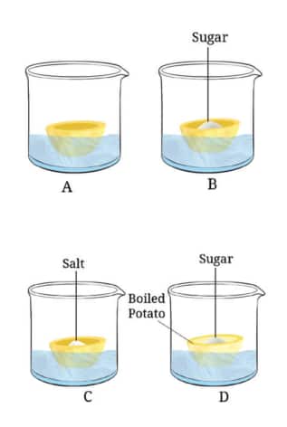 Potato experiment Class 9 chapter 2 Cell