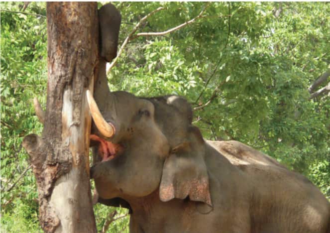 Tree debarked by an elephant