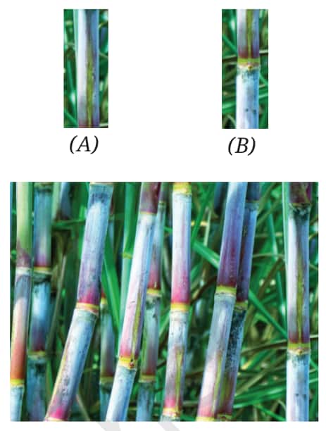 class 9 NCERT tissue experiment for the regeneration of sugarcane