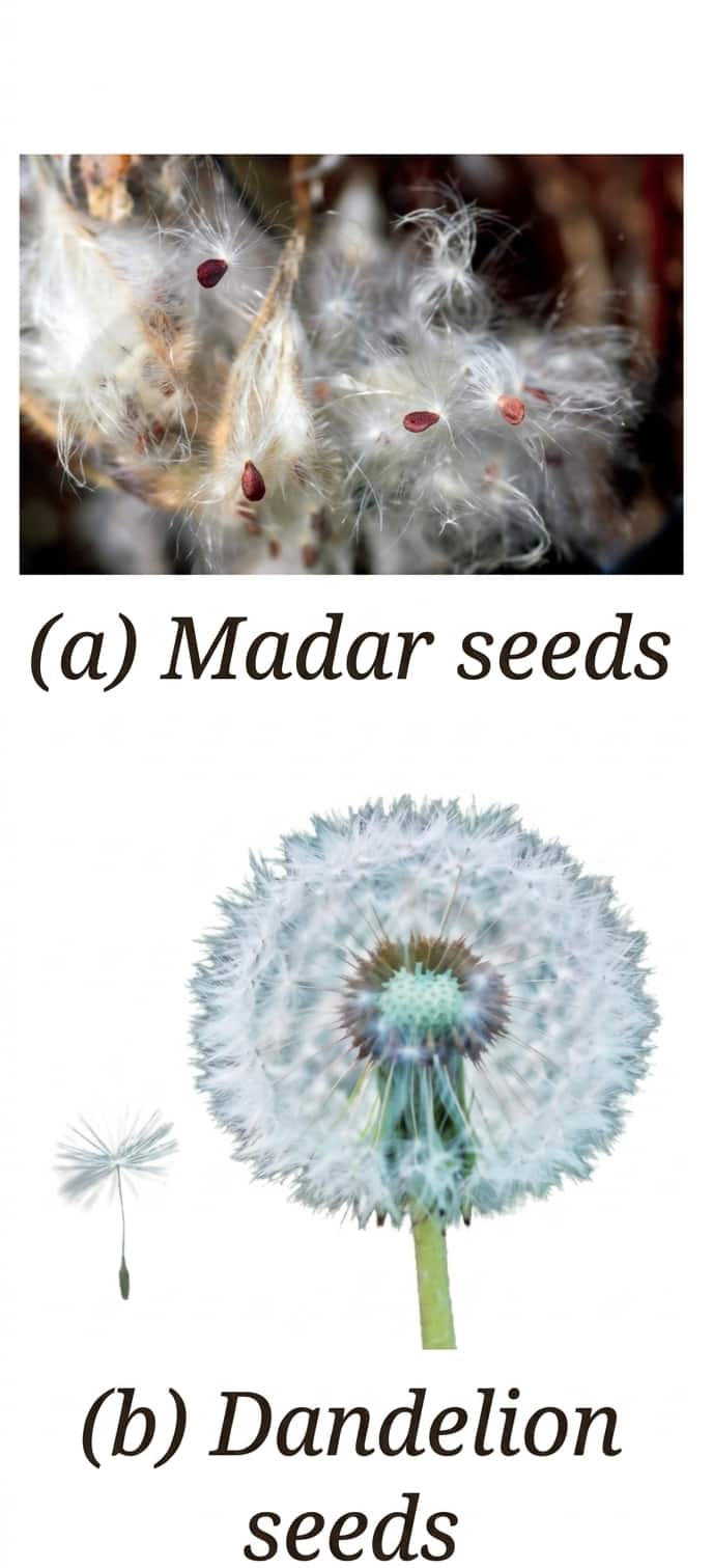calotropis (madar) seeds and dandelion seeds