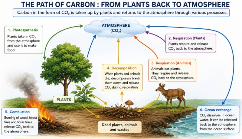 Carbon cycle