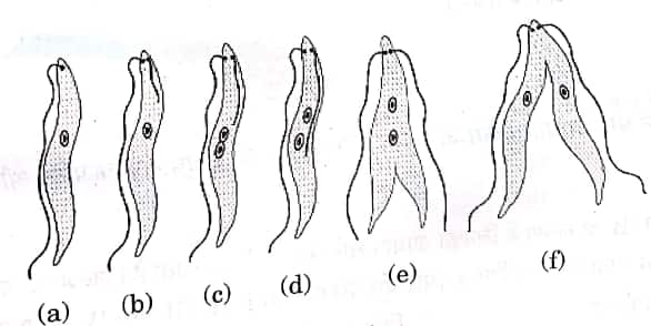 Euglena reproduction diagram