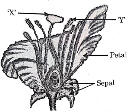 Flower Self-fertilisation diagram