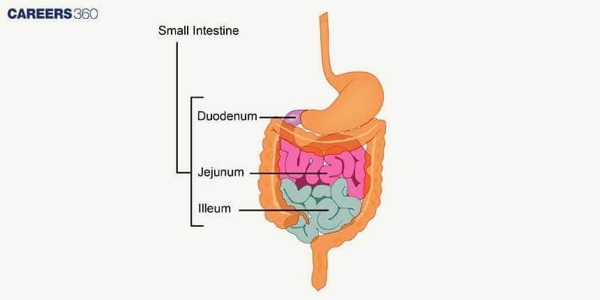 Illustration of the small intestine showing its three regions—duodenum, jejunum, and ileum—arranged within the digestive tract.