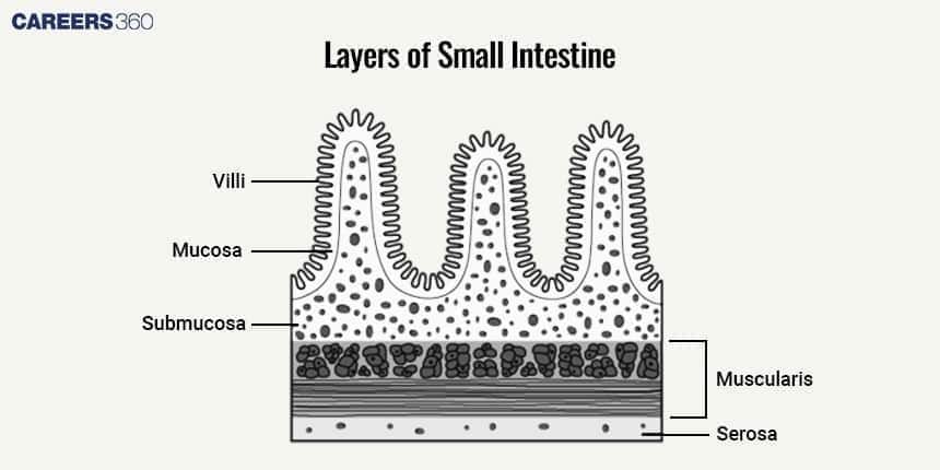 Small intestine TS