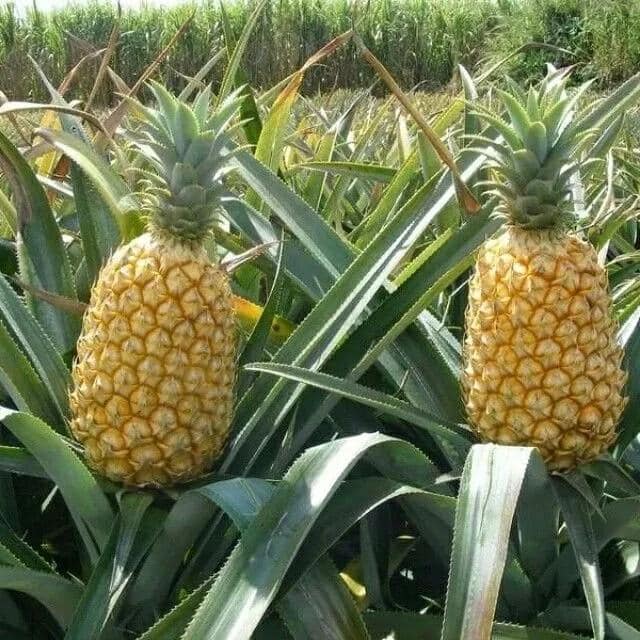 Mission Queen Pineapple (Tripura)