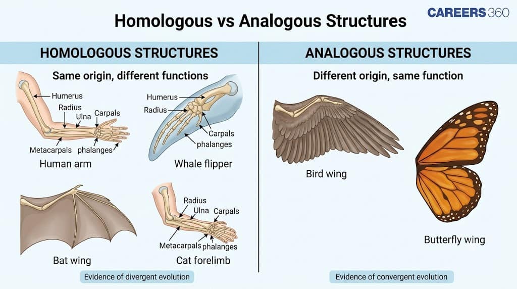 Homologous vs Analogous Structures Diagram
