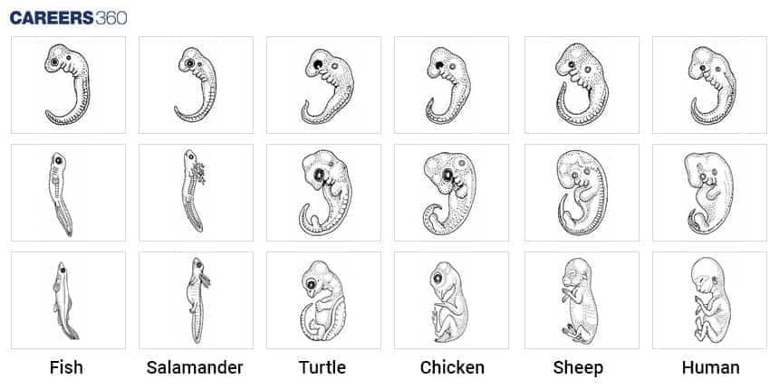 Diagrams of embryonic stages