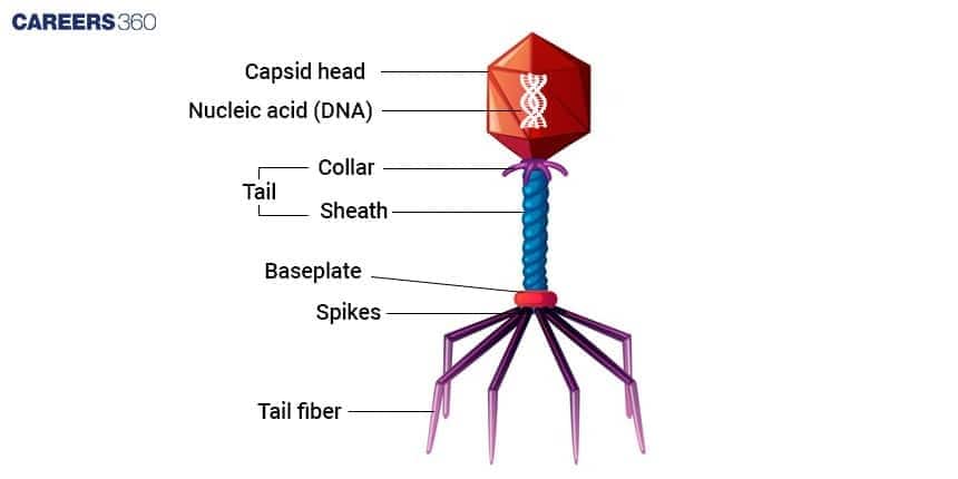 virus structure