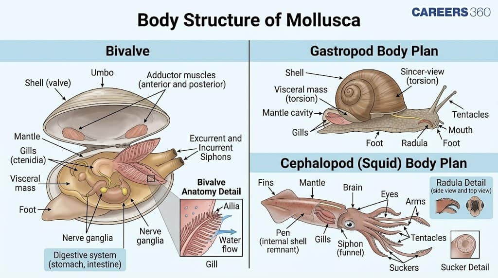 Body Structure of Mollusca Diagram