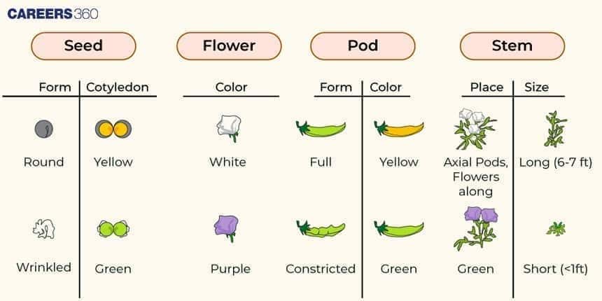 Mendel Experiment Pea Plant Traits