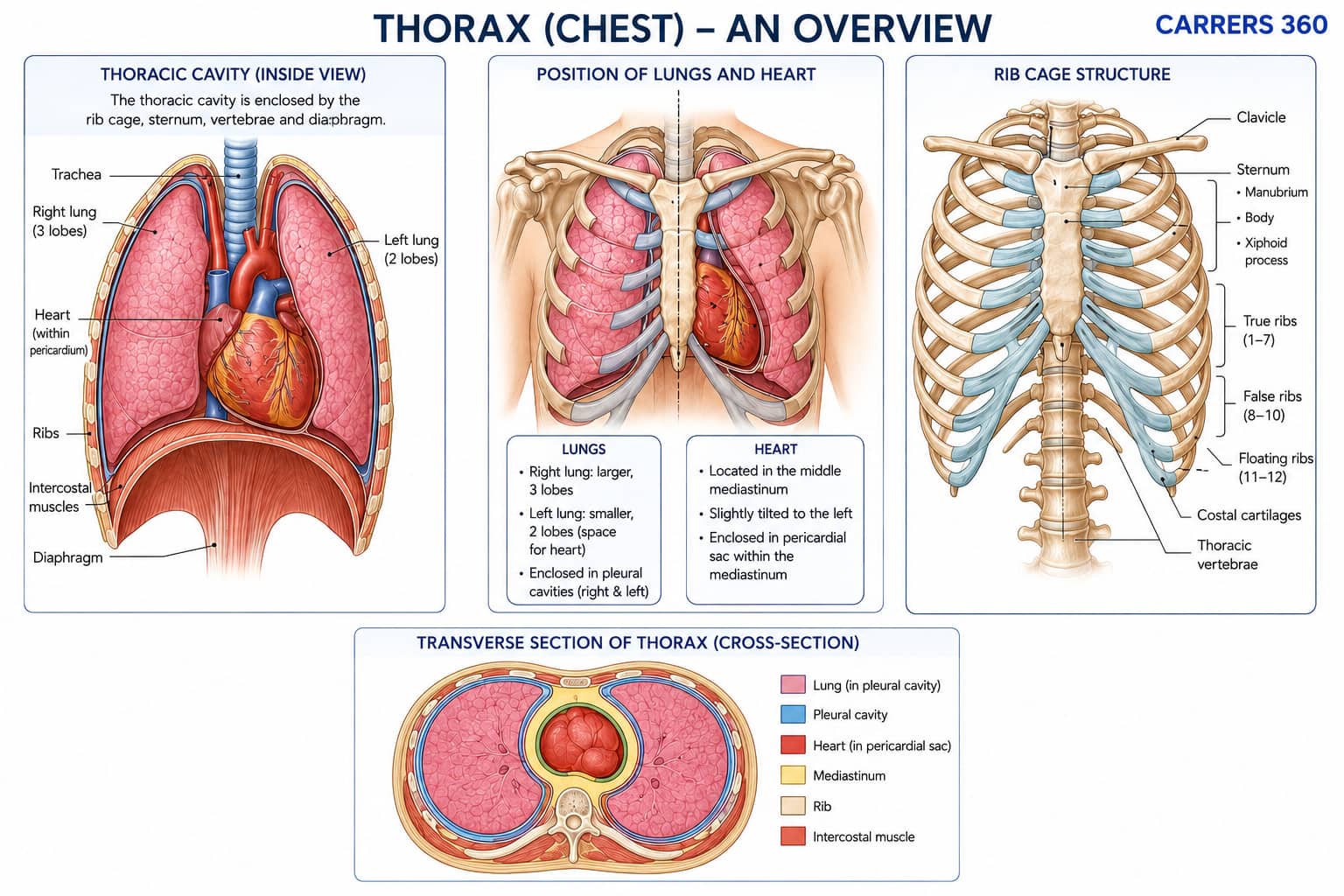 Thorax Diagram