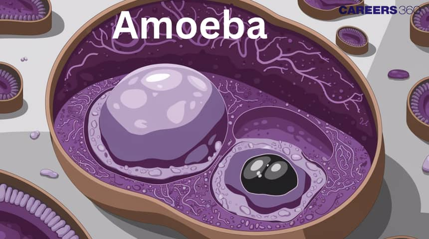 Amoeba - Structure & Classification