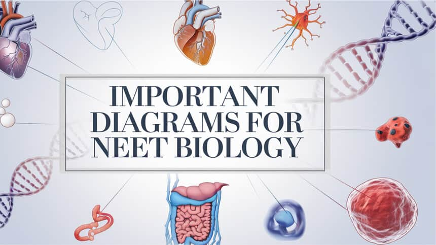 NEET Important Biology Diagrams 2025: Biology Diagrams Class 11th & 12th