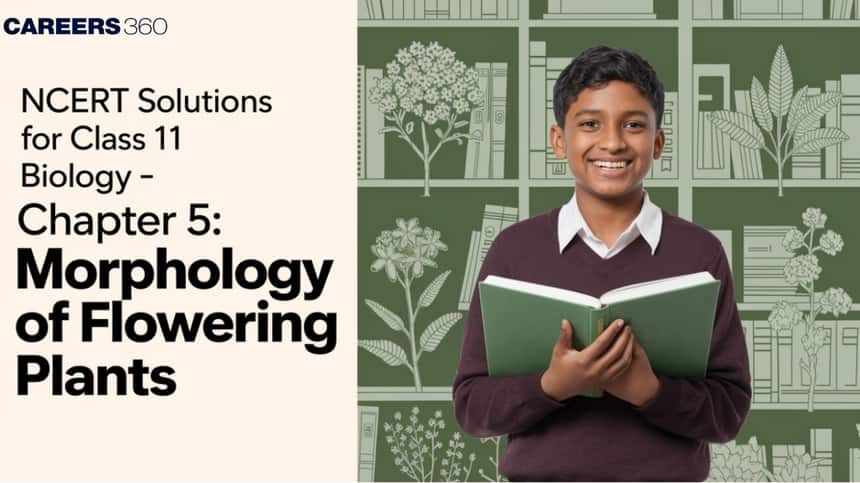 NCERT Solutions for Class 11 Biology Chapter 5 Morphology of Flowering Plants