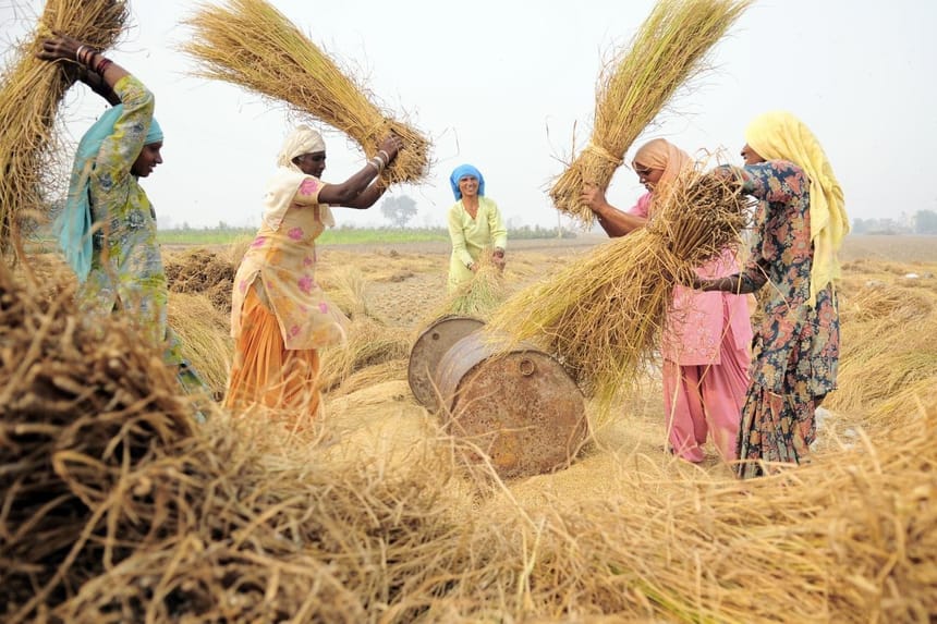 What is threshing? - Winnowing, Definition, FAQs