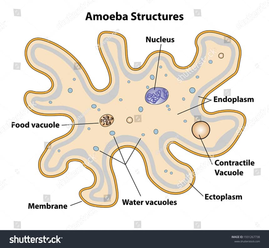 Amoeba - Overview, Structure, Properties & Uses