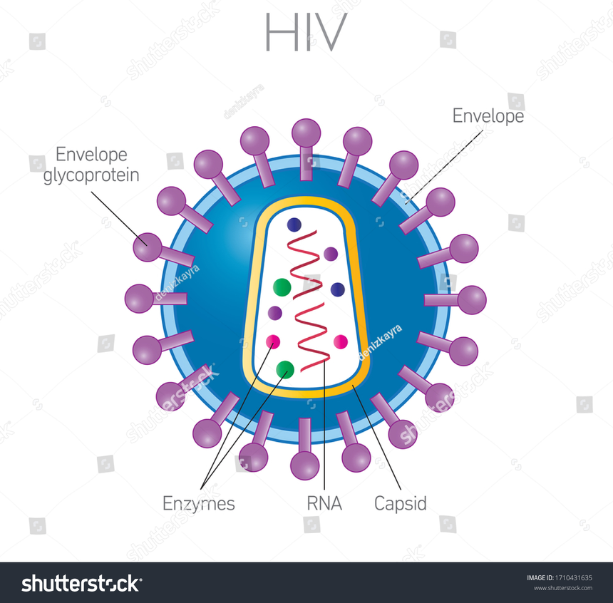 HIV AIDS Full Form - What is Full Form of HIV AIDS