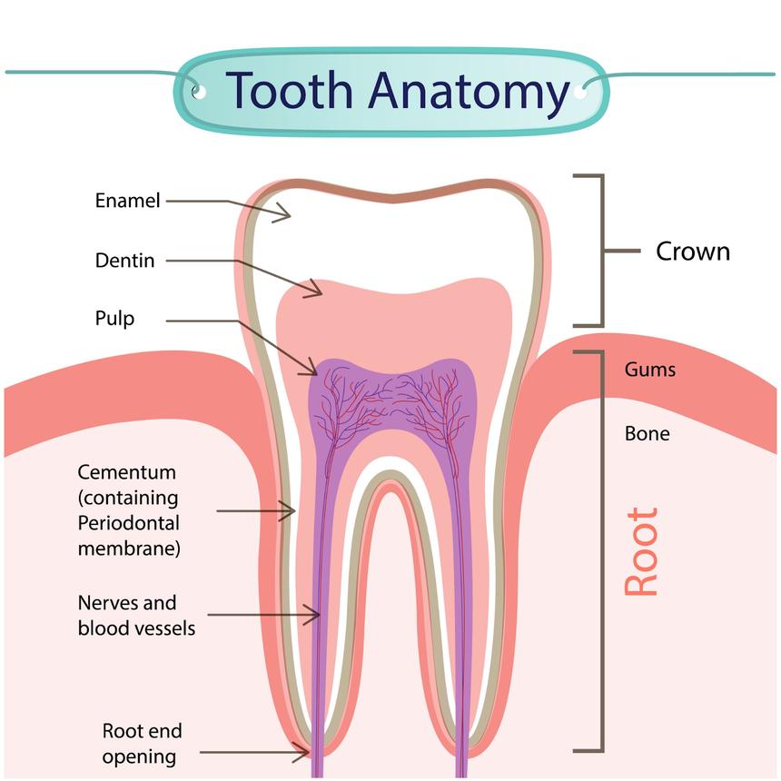How Many Types of Teeth