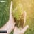 How Do Plants Synthesise Hormones Without An Endocrine System?