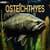 Osteichthyes: Definition, Classification, Characteristics, Examples, Facts