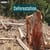 Deforestation: Definition, History, Consequences, Causes, Effects, Topic