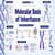 Molecular Basis of Inheritance