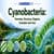 Cyanobacteria: Overview, Structure, Diagram, Examples, Uses, Cyanobacteria