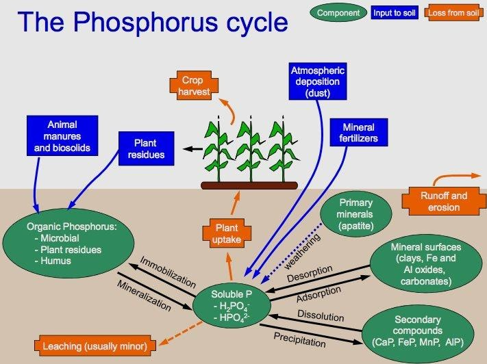 Phosphorous cycle diagram