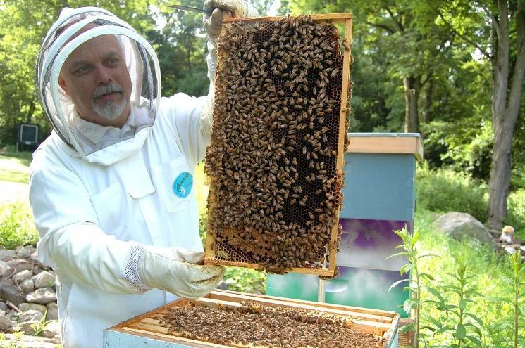 Beekeeper Frame Beehive - Free photo on Pixabay