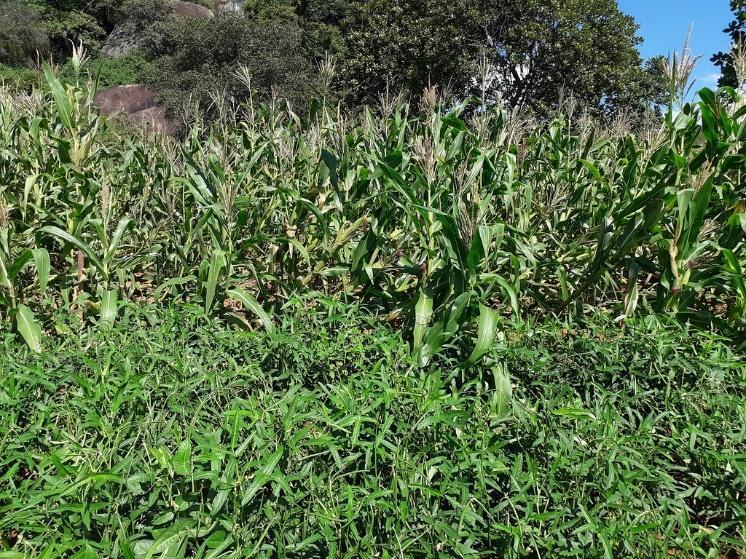 Maize and cowpea intercropping in the Maravire field | Flickr