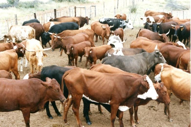 Cattle in Botswana | A herd of cattle in Botswana (photo cre… | ILRI |  Flickr