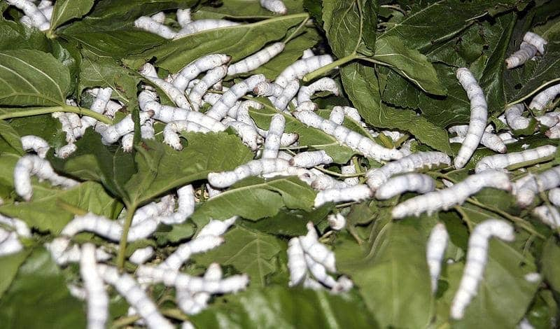 silkworms