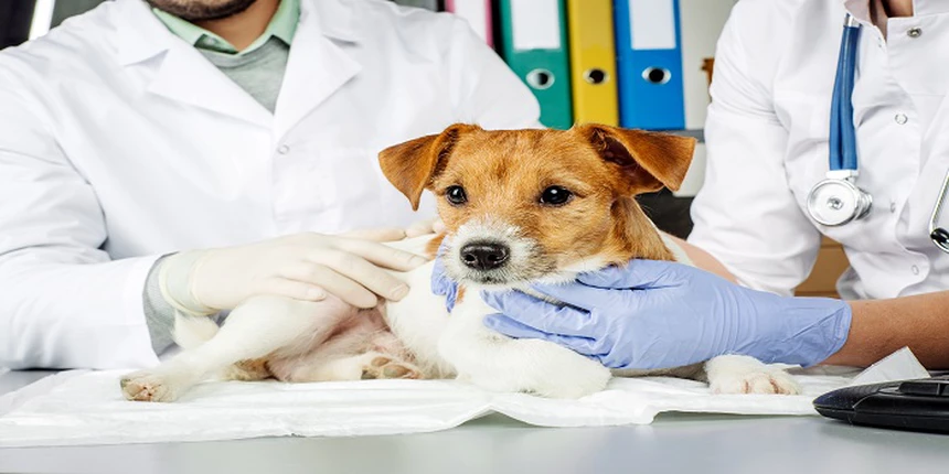 How to become a Veterinarian?