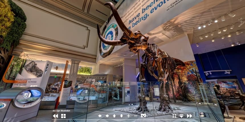 A Mastodon fossil at The Smithsonian (Source: Virtual Tour)