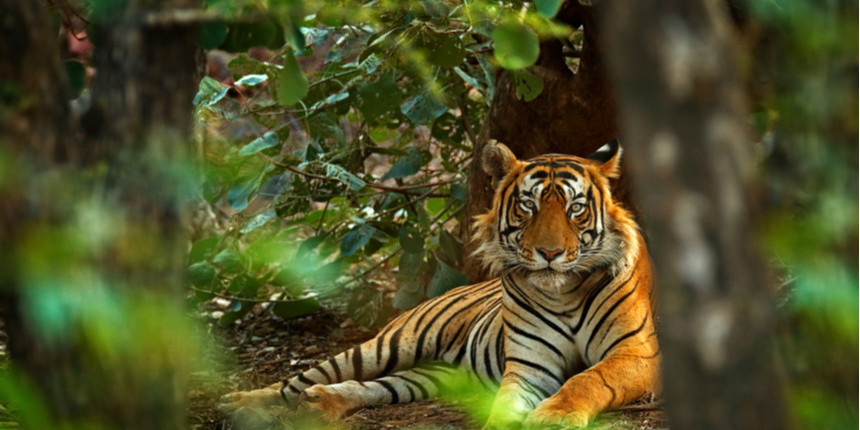 Indian scientists identify family tree  of tigers from shed 