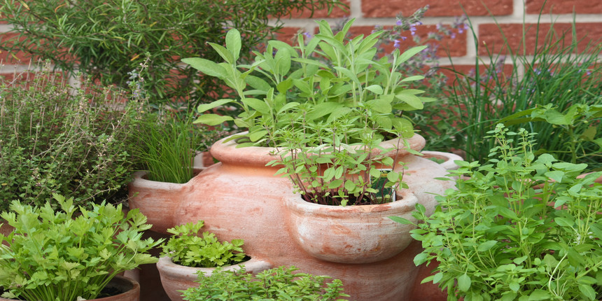 Chandigarh Government School Sets Up Herbal Garden To Impart Practical ...