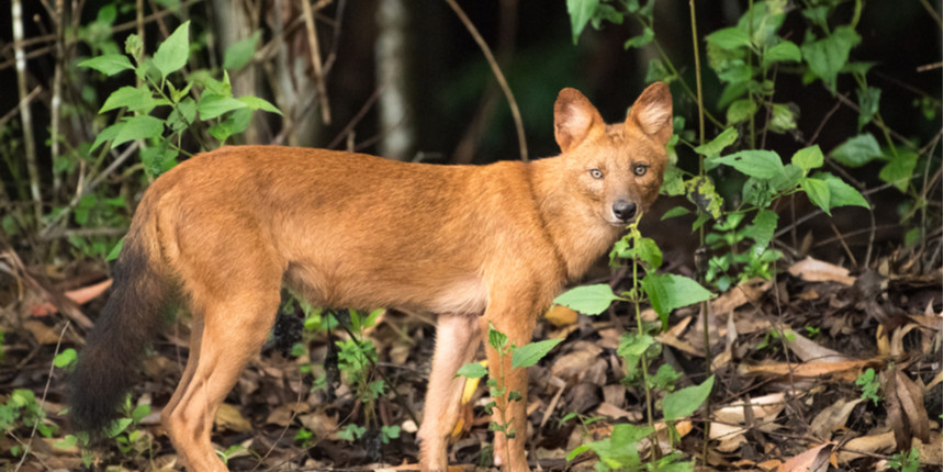 The ‘Dhole’, or the Asiatic wild dog, is on the verge of extinction (Photo Courtesy : Shutterstock)